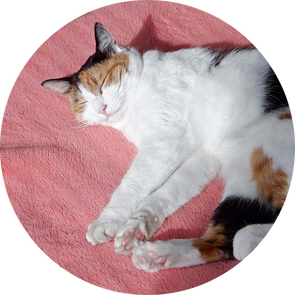 赤い毛布の上で猫が寝ている写真