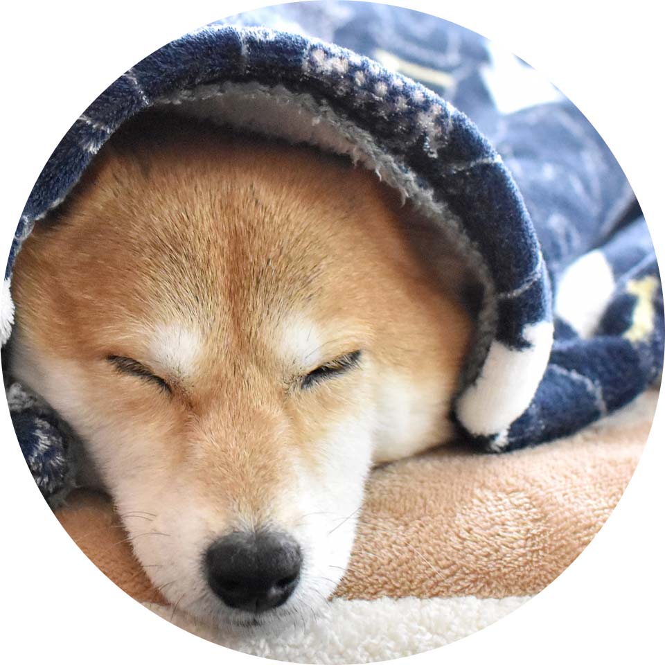 ネイビーの毛布をかぶって寝ている芝犬の写真